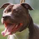 American Staffordshire Terrier